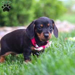 Amelia, Dachshund Puppy